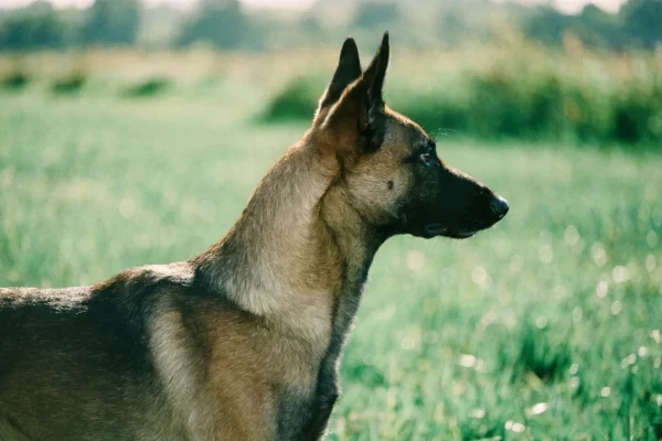 Belgian Malinois in profile showing the characteristic fawn coat with black mask and ear tips in natural daylight