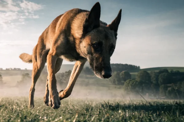 Belgian Malinois running at full speed across a misty Belgian countryside field in golden morning light