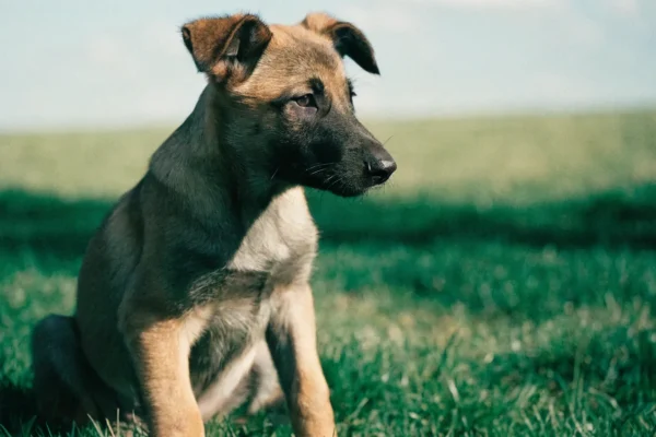 Belgian Malinois puppy with dark mask and fawn coat sitting alertly on green grass with ears beginning to stand