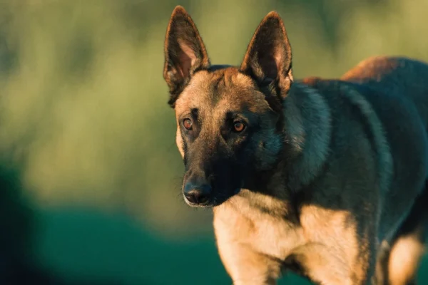 Belgian Malinois in an intense focused stance with erect ears and alert dark eyes in natural afternoon light