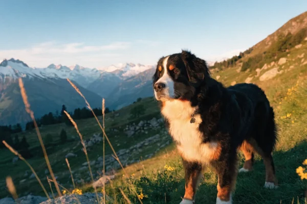 Bernese mountain dog standing on a grassy alpine hillside with snow-capped mountains in the background during golden afternoon light