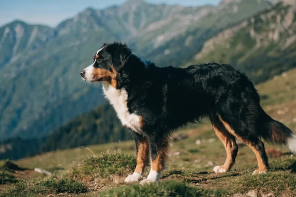 Tricolor Bernese mountain dog standing in an alpine meadow, showing the breed's coat pattern