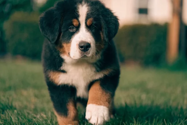 Bernese mountain dog puppy sitting in grass with its tricolor coat visible and soft natural lighting