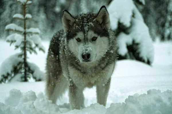 Siberian husky standing in deep snow in a boreal forest clearing, coat dusted with snowflakes in winter light