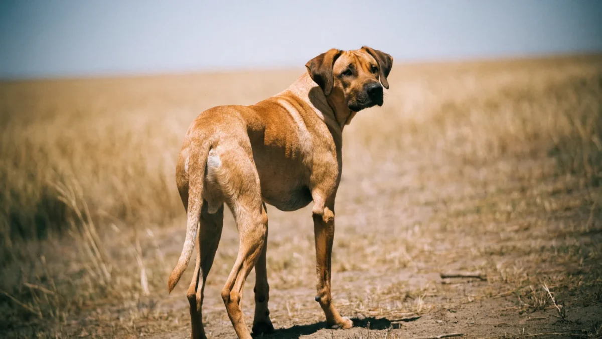 Best Dog Breeds for Hot Climates
