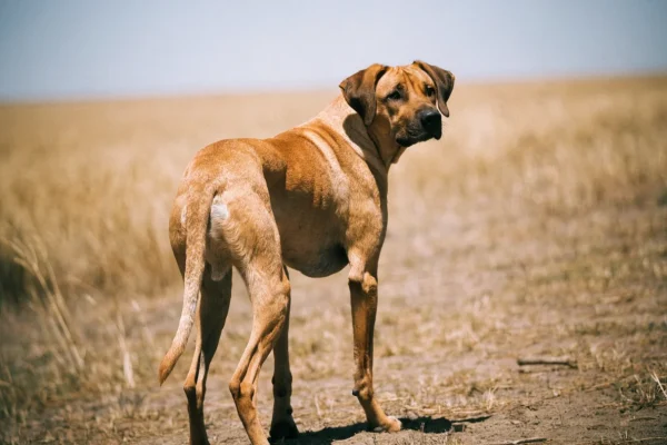 Rhodesian ridgeback standing in dry savanna grassland under bright midday sun, showcasing its heat-adapted build