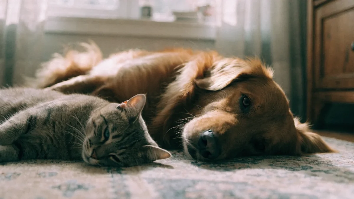Best Dog Breeds for Multi-Pet Households