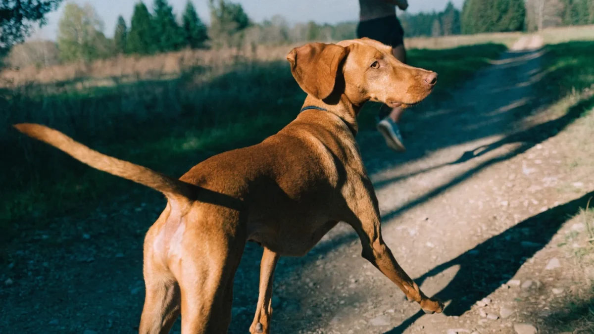 Best Dog Breeds for Runners and Active Owners