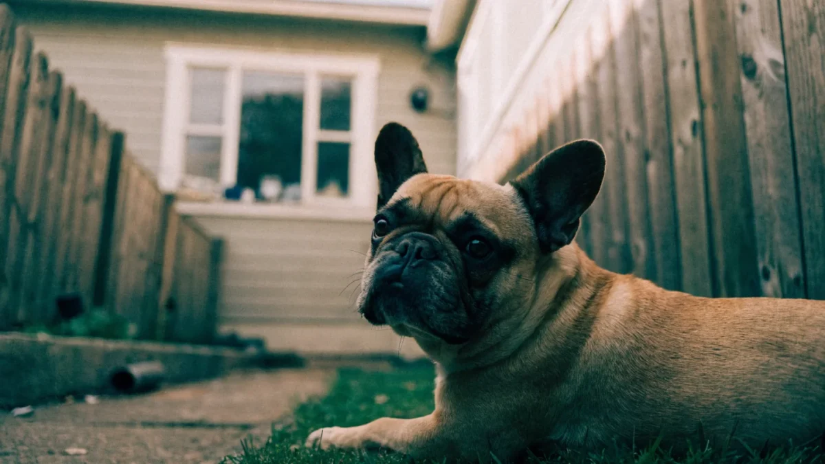 Best Dog Breeds for Small Houses and Yards