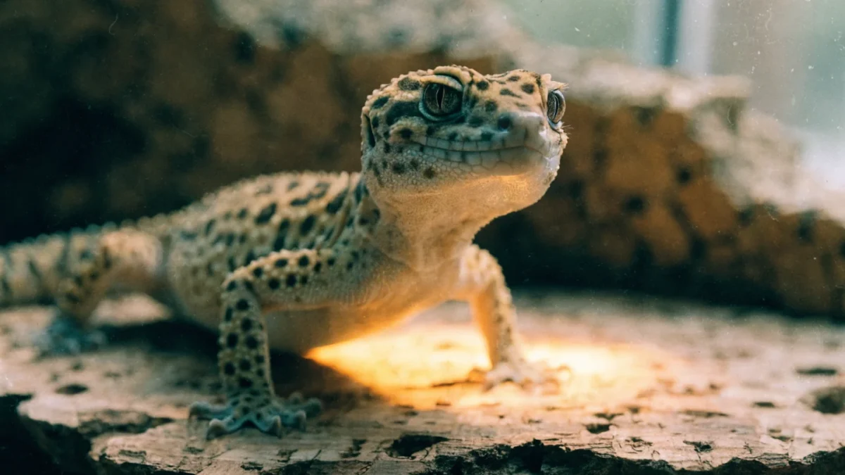 Best Exotic Pets for Beginners: Low-Maintenance Species Ranked