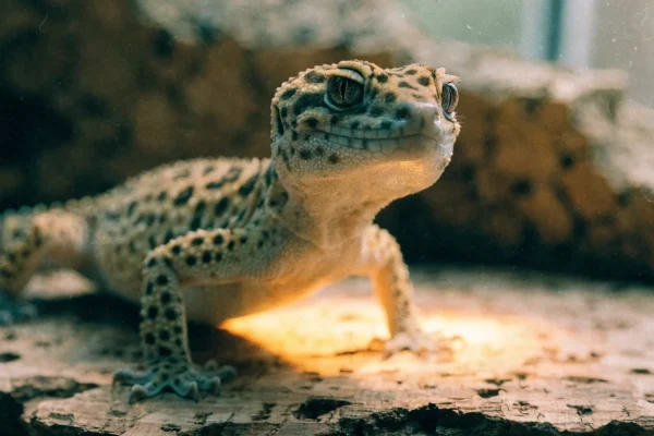Adult leopard gecko resting on cork bark in a naturalistic terrarium, showing classic spotted yellow-brown pattern
