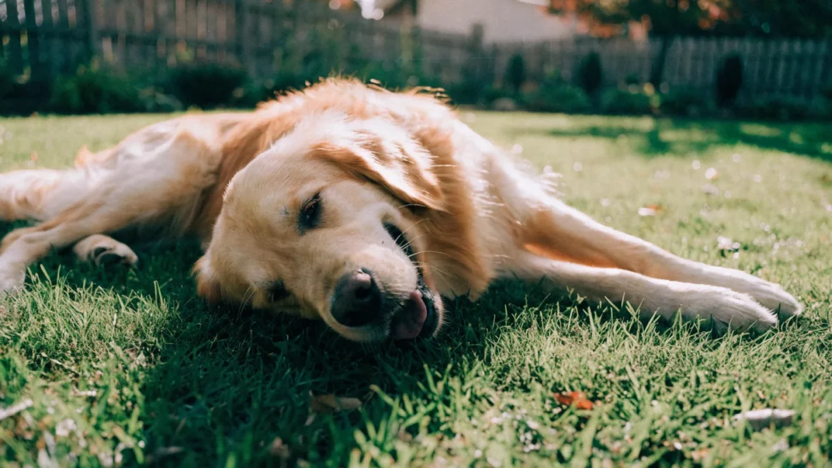 Best Large Dog Breeds for Families