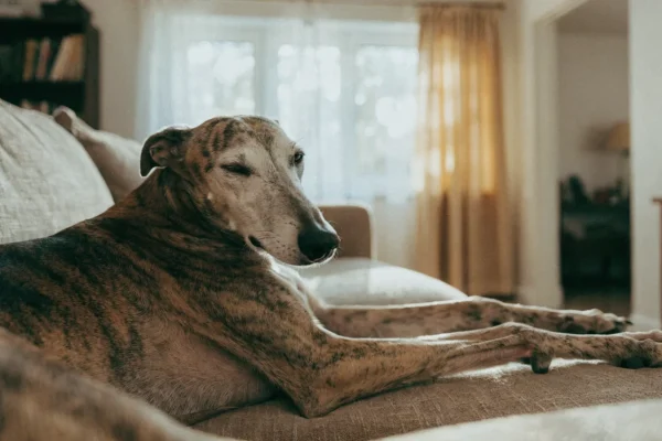 Relaxed greyhound lounging on a couch, representing low-maintenance dog breeds suited to busy owners