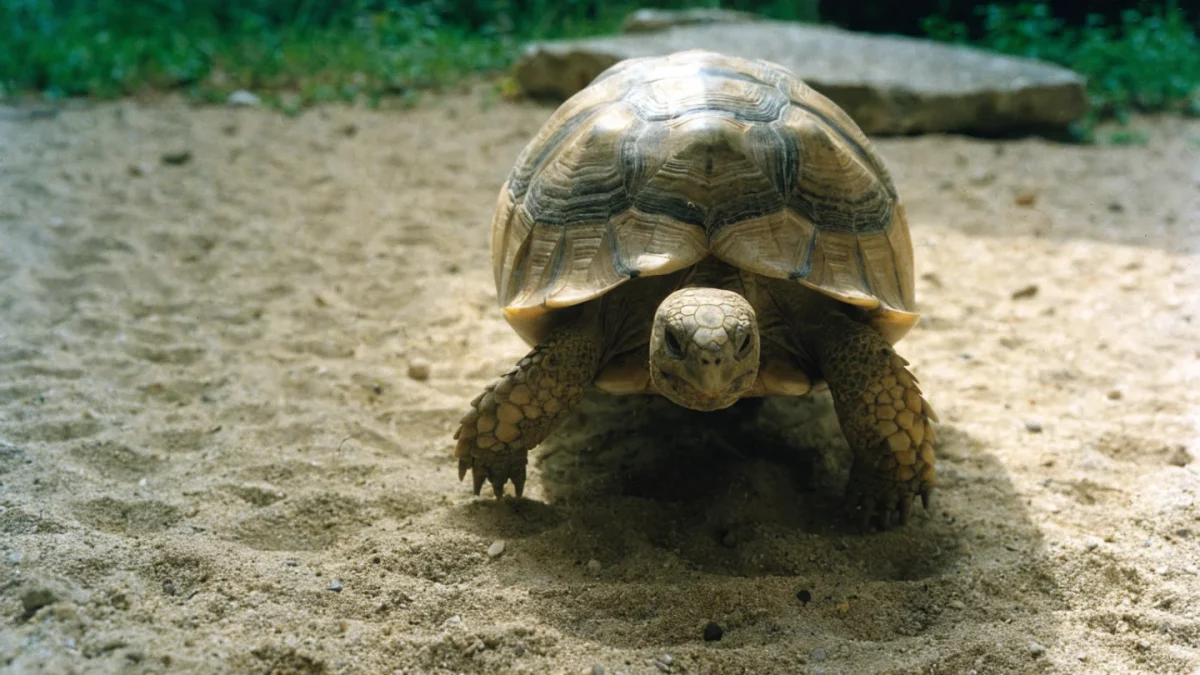 Best Pet Tortoises: Species Guide for First-Time Owners