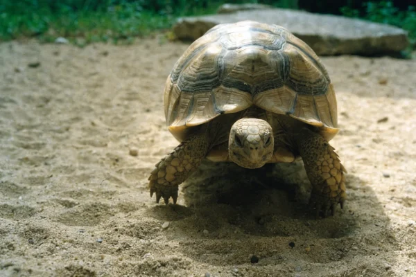 Russian tortoise walking across sandy substrate in an outdoor enclosure in natural sunlight