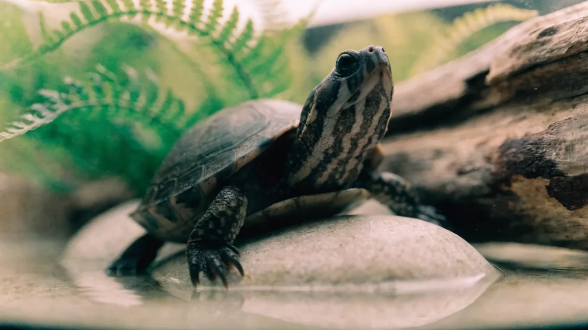 Best Pet Turtles for Beginners: Species Profiles and Difficulty