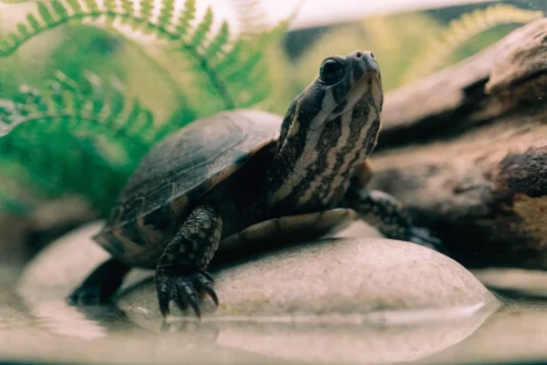 Common musk turtle perched on a river stone in a planted aquarium with driftwood and aquatic plants