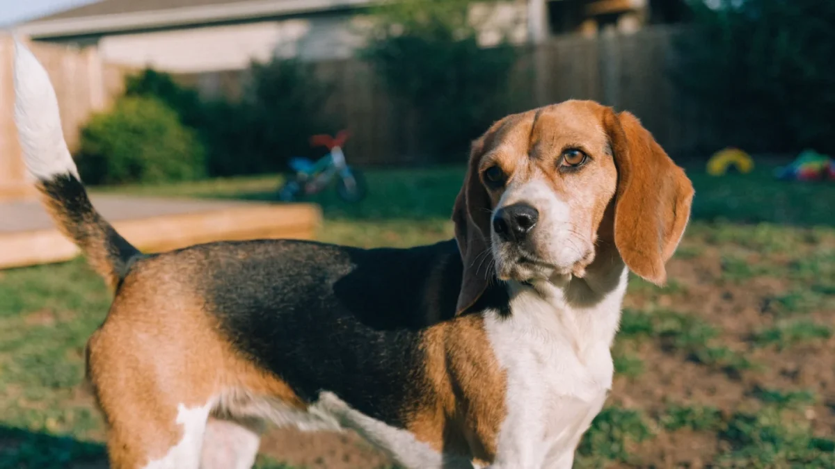 Best Small Dog Breeds for Families