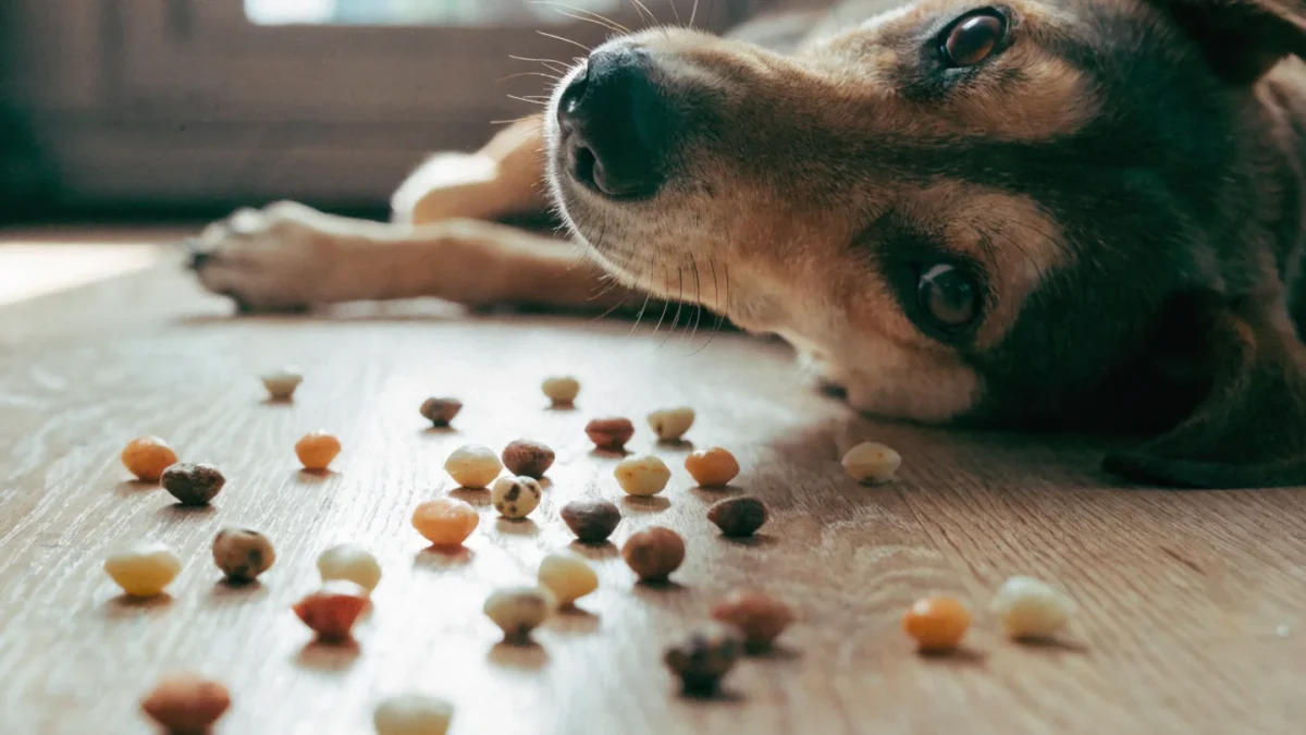 Choosing the Right Training Treats: Size, Value, and What to Avoid