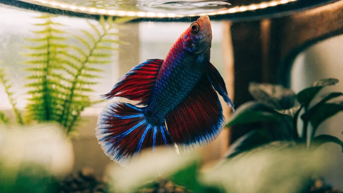 Complete Betta Fish Care Guide: Tank, Diet, Health, and Tankmates