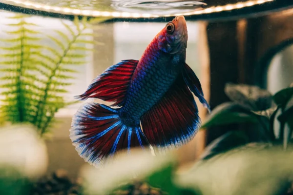 Red and blue halfmoon betta swimming among live plants in a heated aquarium