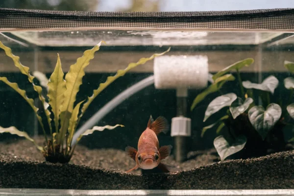Complete 10-gallon planted betta fish tank setup with sponge filter, heater, and live plants