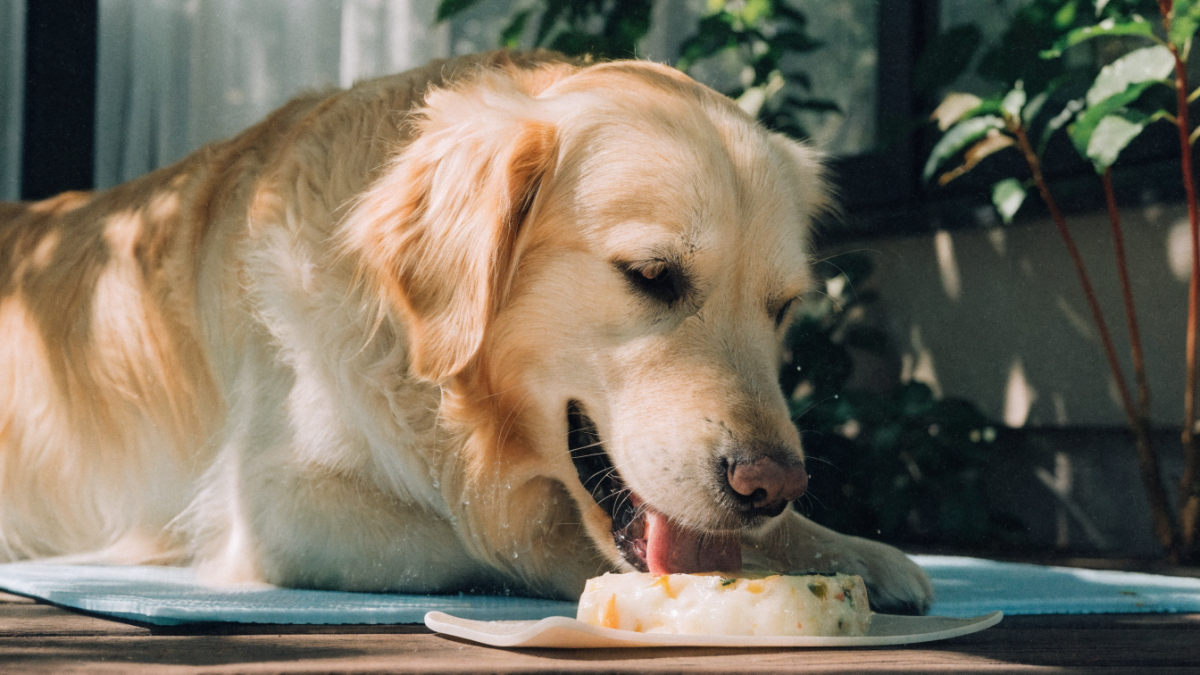 Better Than Ice: The Science of Safely Cooling an Overheated Dog