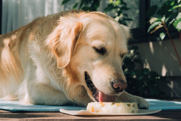 A golden retriever safely cooling down on a shaded patio while enjoying a healthy frozen treat.
