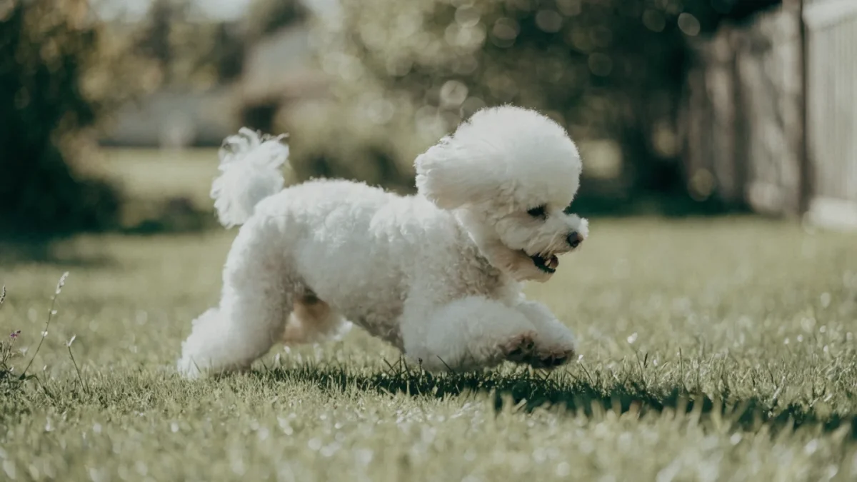 5 Common Misconceptions About Bichon Frises