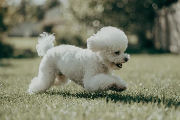 White Bichon Frise bounding playfully across a grassy backyard
