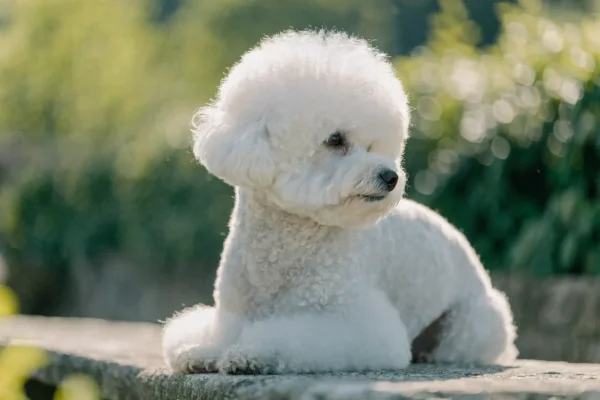White Bichon Frise with a fluffy groomed coat sitting on a stone garden bench in soft morning light