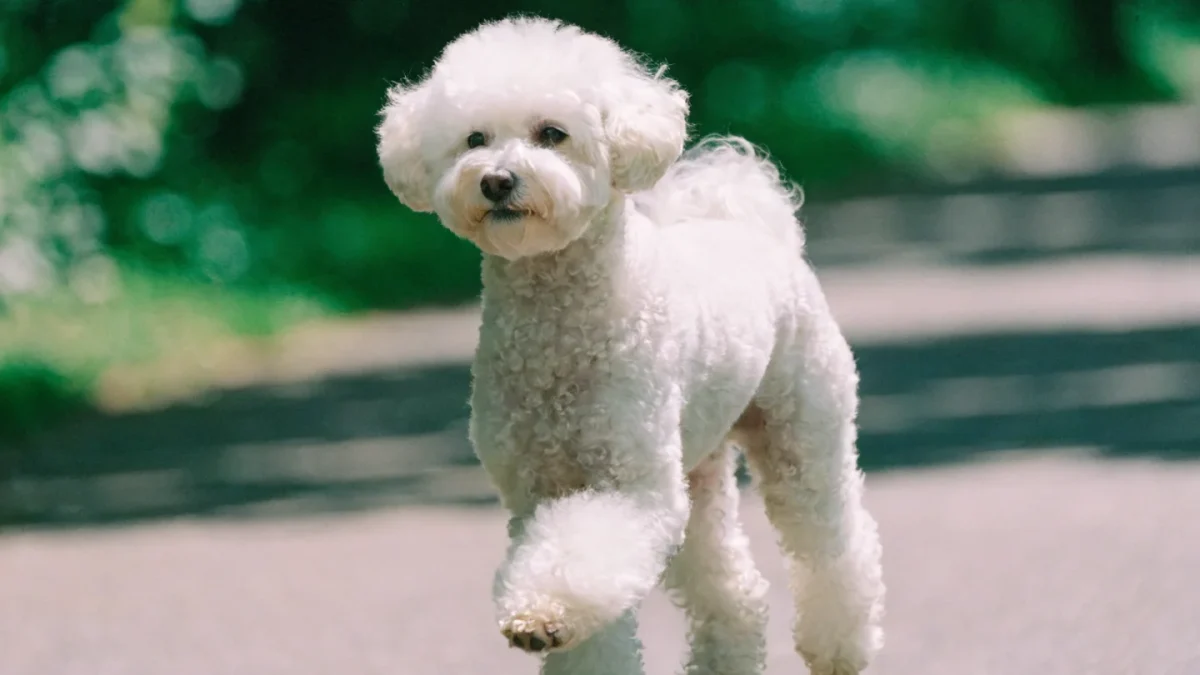 Bichon Frise Exercise Needs: Keeping a Small Companion Active