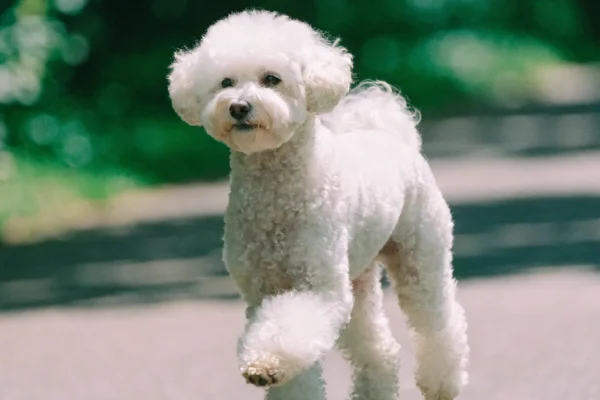 White Bichon Frise trotting along a park path