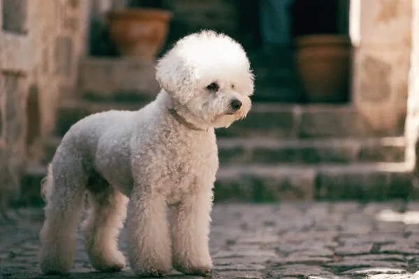 White Bichon Frise standing on cobblestones in a Mediterranean courtyard with warm afternoon light