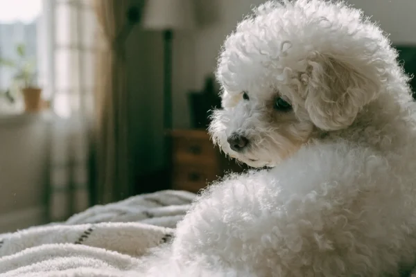 White Bichon Frise puppy sitting on a blanket in a living room