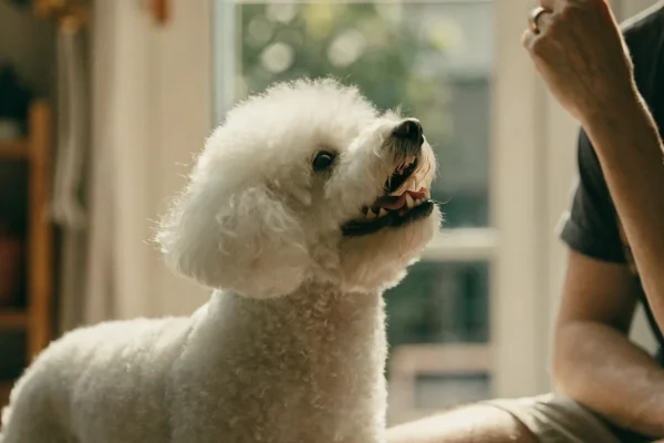 Bichon Frise with a happy expression looking up at its owner in a bright living room
