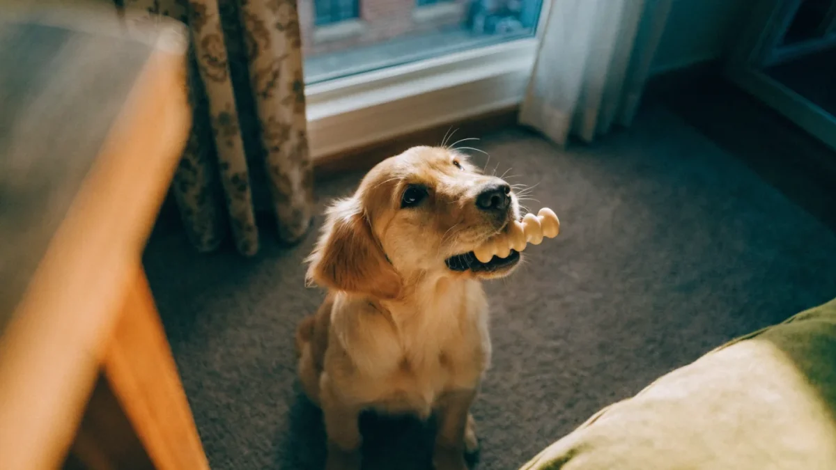 Bite Inhibition Training: Teaching Your Puppy to Control Their Mouth