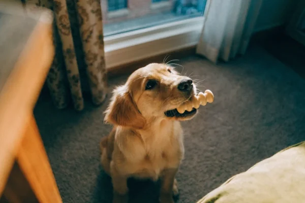 Golden retriever puppy chewing rubber toy during bite inhibition training