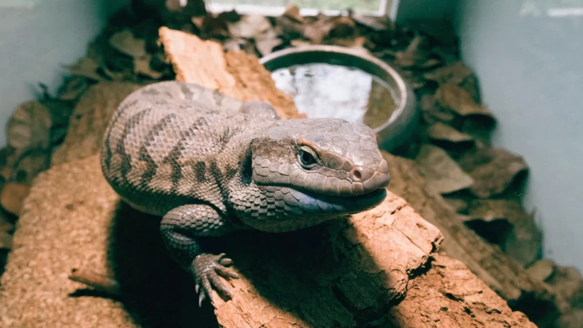 Complete Blue Tongue Skink Care Guide: Species, Habitat, and Diet