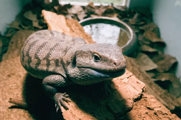 Northern blue tongue skink resting on cork bark in a naturalistic vivarium with warm basking light