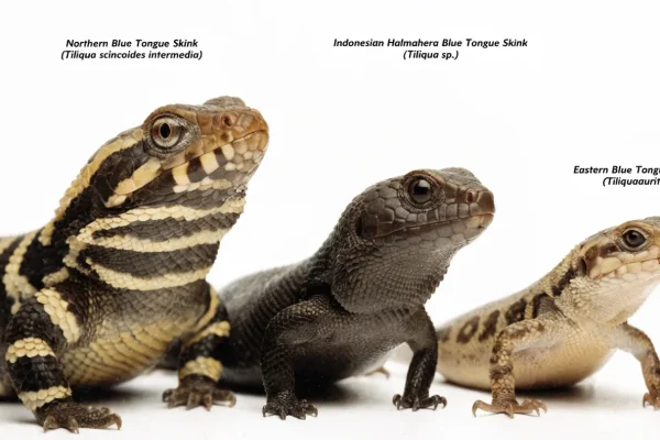 Three blue tongue skink species compared side by side showing distinct scale patterns and body proportions