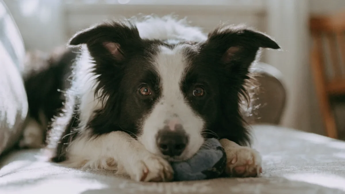 5 Common Misconceptions About Border Collies