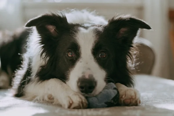 Border collie with a relaxed expression lying on a couch with a toy between its paws in a bright living room