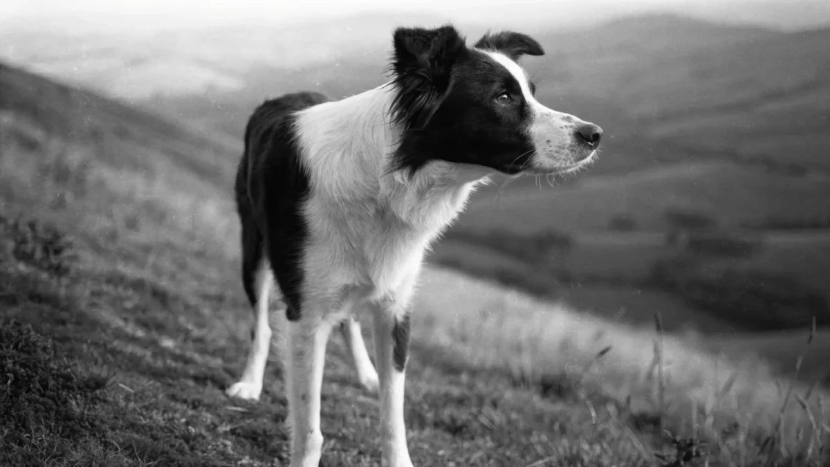Border Collie: The Complete Breed Guide