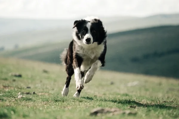 Border collie running at full speed through an open grassy field with ears pinned back and legs extended in mid-stride
