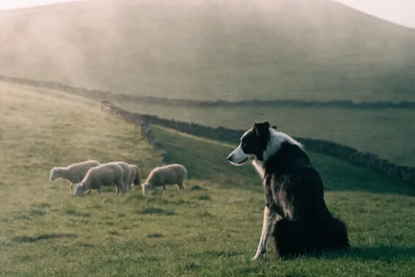 Border collie crouching low while herding sheep on a misty green hillside with stone walls in the background