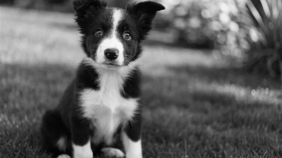 Border Collie Puppy Buying Guide: What to Look For