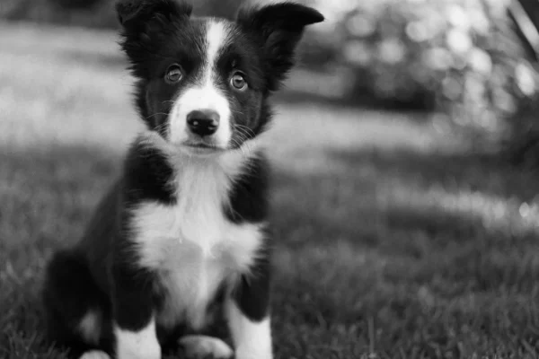 Black and white border collie puppy sitting in green grass looking up with alert expression and bright eyes