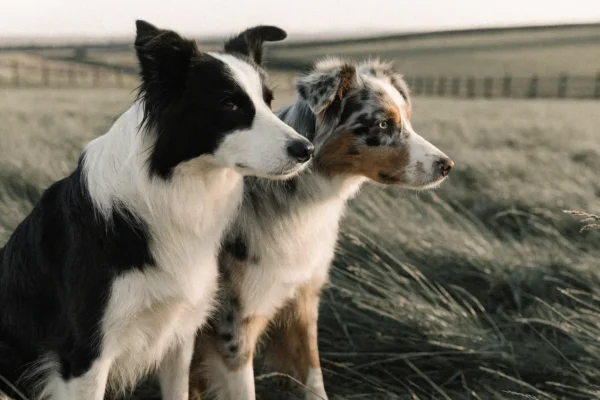 Border Collie and Australian Shepherd standing side by side in an open pasture
