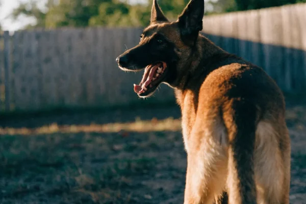 High energy dog boredom barking in unstimulating backyard